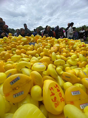 A large pile of ducks